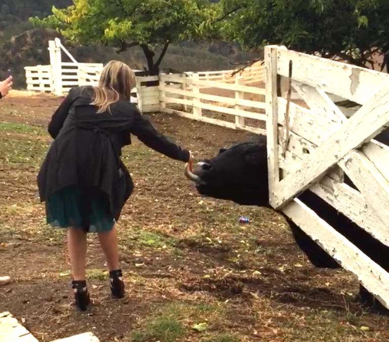 Woman feeding a cow, related to post about beef tallow